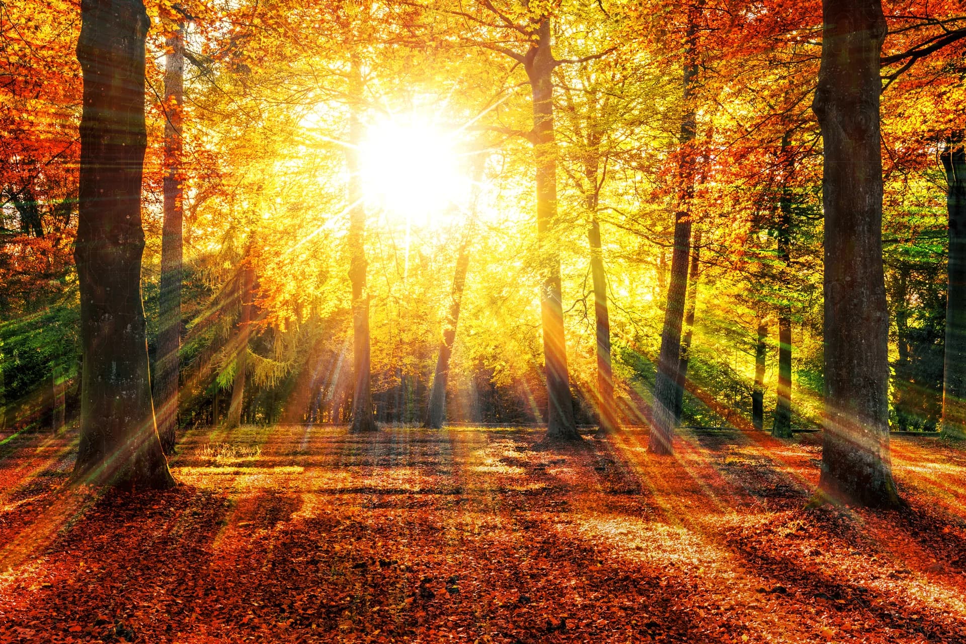Sunlight streaming through golden autumn trees casting warm rays across a leaf-covered forest floor