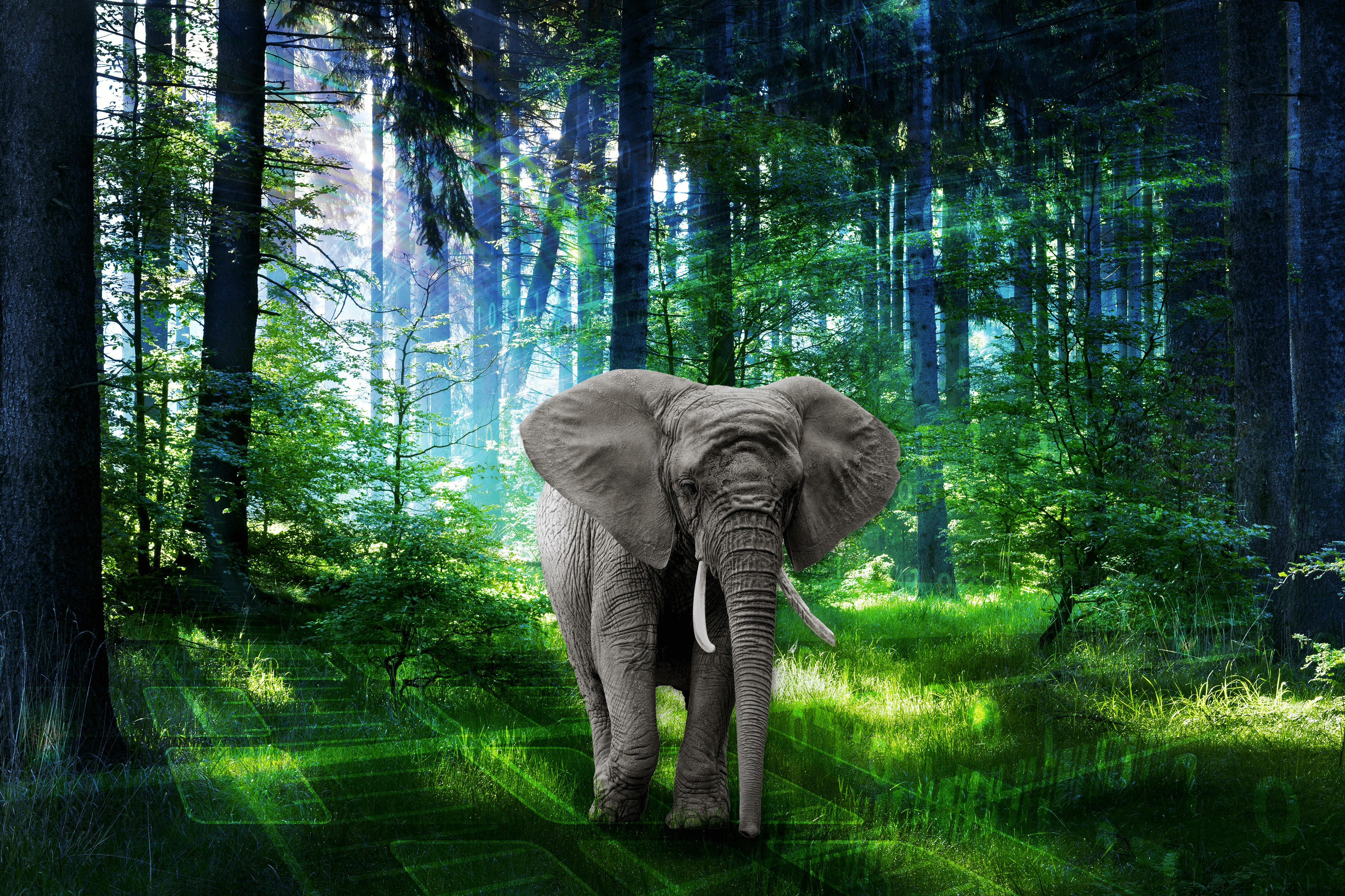 Elephant digital portrait artwork